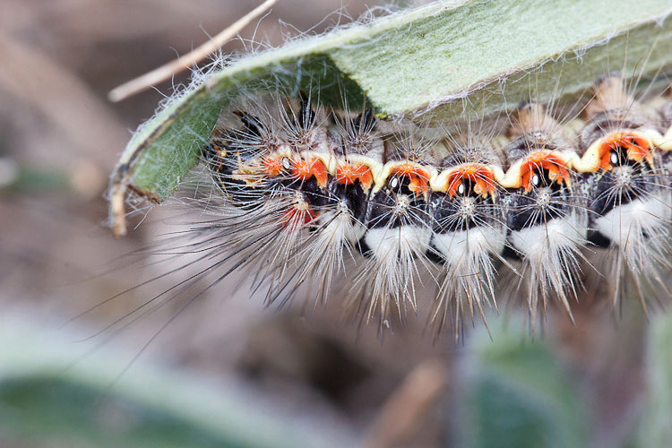 Bruco peloso su plantago - Acronicta (Viminia) euphorbiae